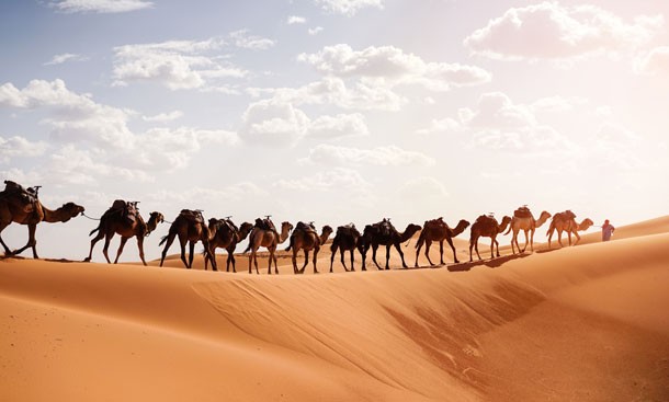 berber-with-caravan-camel-sahara-desert-morocco-at-sunrise-roserunn.jpg