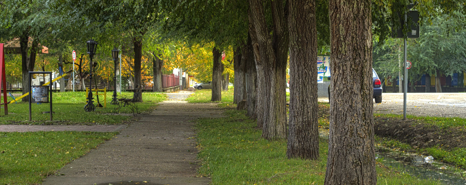 Colonie d'arbres