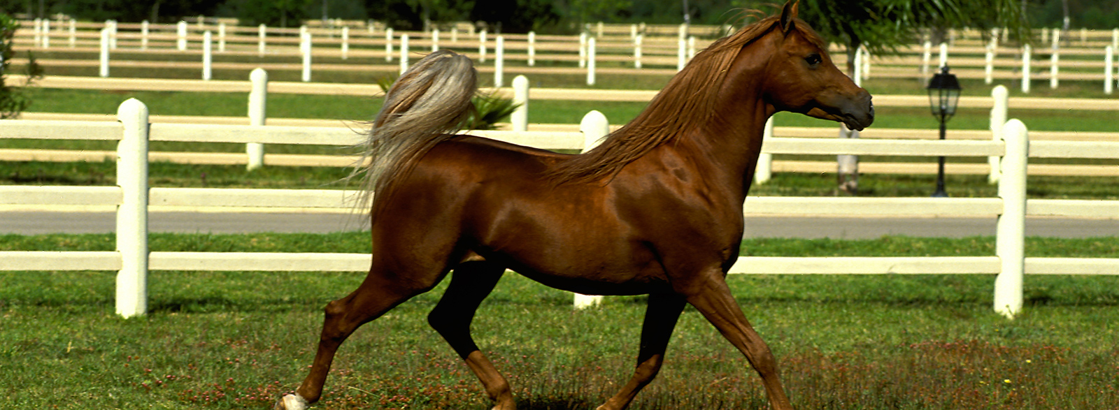 haras farm of Bouznika a good place to practice horseback riding Casablanca tourism in morocco
