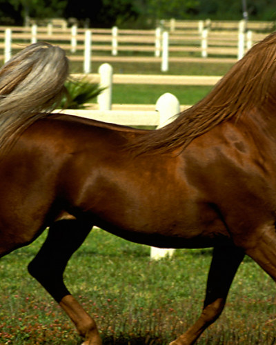 Haras-de-Bouznika.jpg