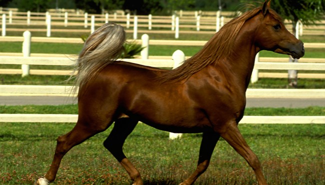 haras farm of Bouznika a good place to practice horseback riding Casablanca tourism in morocco