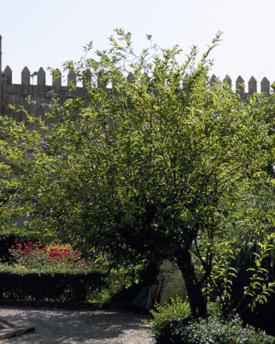 Jardin-des-Oudayas-Rabat.jpg