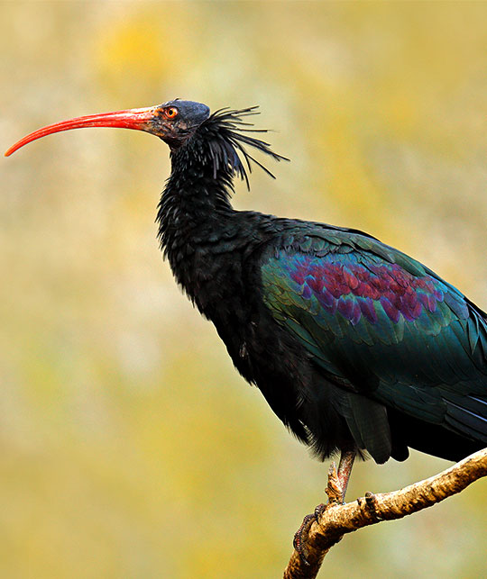 El Parque Natural de Souss Massa