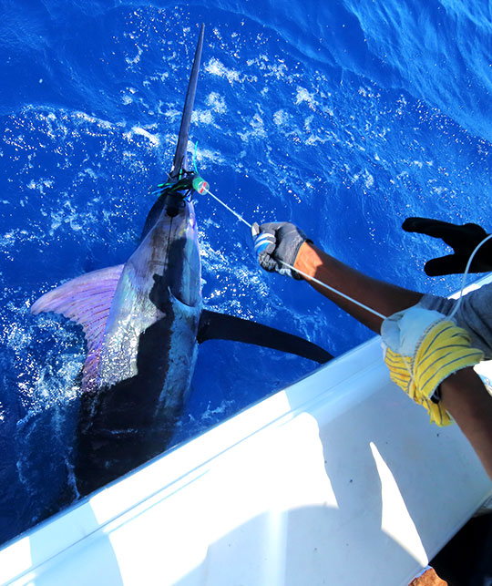 La pesca deportiva