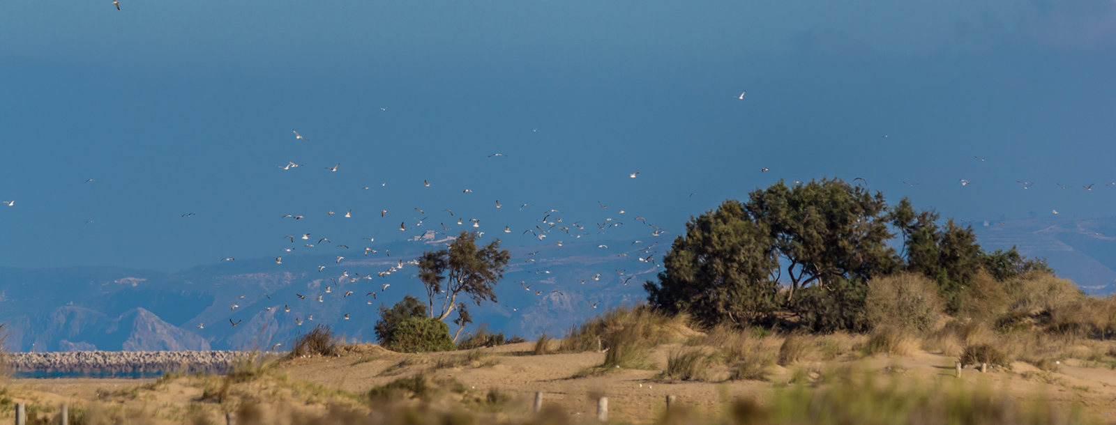 discover the ornithological site in saidia tourisme in morocco