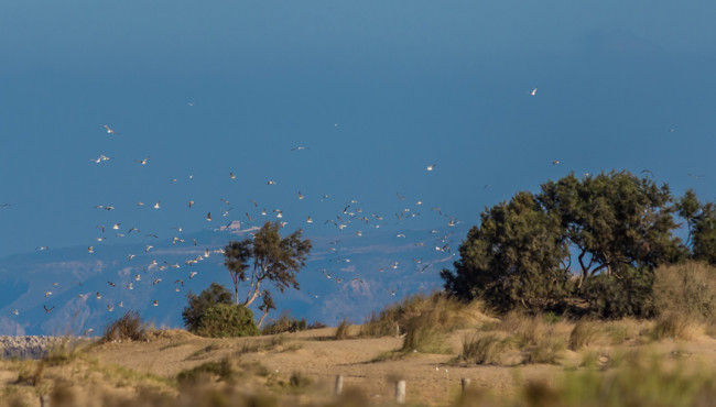 discover the ornithological site in saidia tourisme in morocco