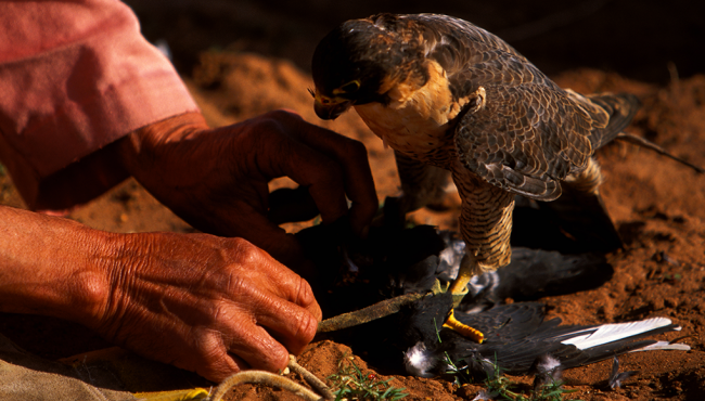 falconniers in el Jadida a cultural heritage tourism in morocco