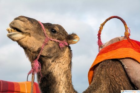 camello en desierto sahara